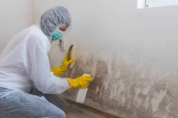 Trusted Como, MS Mold Removal Experts