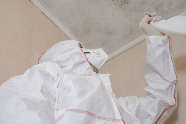 Best Mold Damage Repair  in Como, MS
