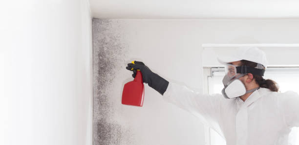 Best Certified Mold Removal  in Como, MS