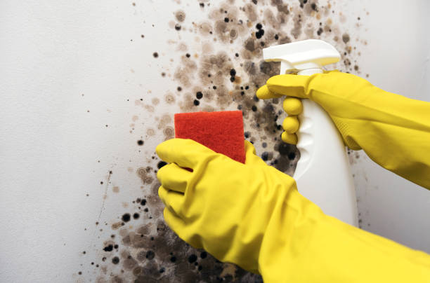 Best Residential Mold Removal  in Como, MS