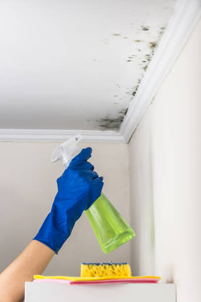 Mold Removal and Inspection in Como, MS