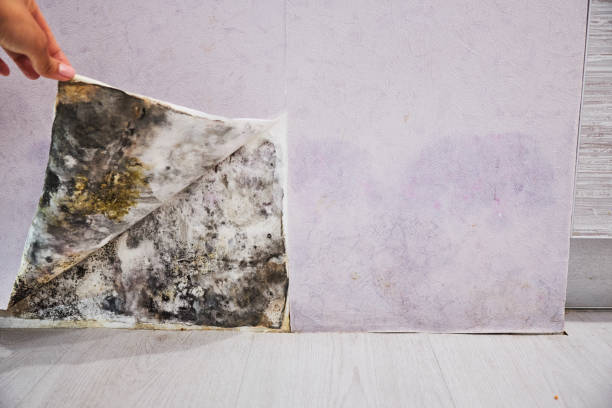 Best Affordable Mold Removal  in Como, MS